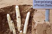Spargelspecial: Eröffnung der Spargelsaison 2016 am 06.04.2016 in München auf den Viktualienmarkt